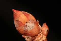 Aesculus pavia