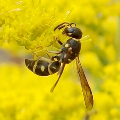 Parancistrocerus pedestris