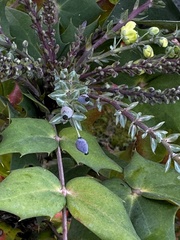Berberis × hortensis