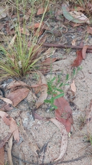 Synostemon hirtellus