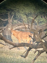 Boselaphus tragocamelus