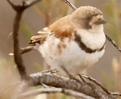 Aphelocephala nigricincta