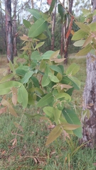 Angophora subvelutina