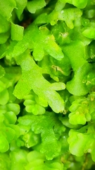 Riccardia chamedryfolia