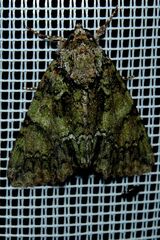 Polyphaenis sericata