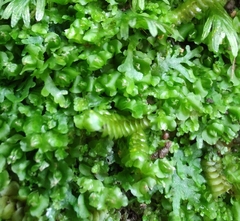 Riccardia chamedryfolia