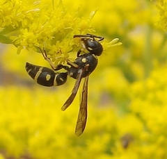 Parancistrocerus pedestris