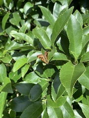 Lycaena