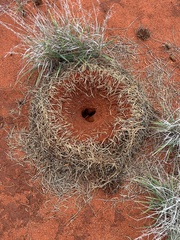 Polyrhachis macropus