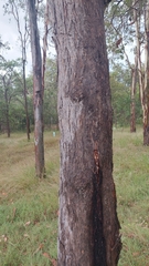 Angophora subvelutina