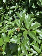 Lycaena