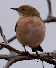 Epthianura tricolor