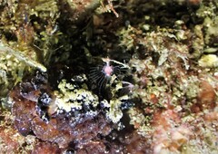Tubulariidae