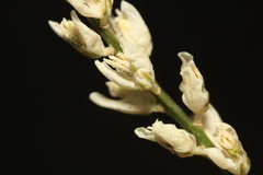 Polygala alba