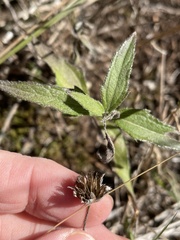 Wedelia hispida