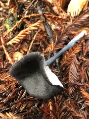 Entoloma serrulatum