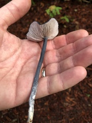 Entoloma serrulatum