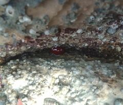 Actinia mediterranea