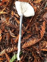 Entoloma serrulatum