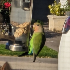 Agapornis roseicollis