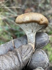 Suillus salmonicolor