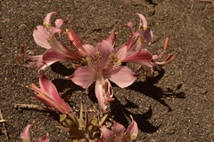 Alstroemeria hookeri hookeri