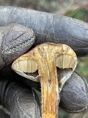Suillus salmonicolor