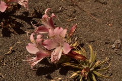 Alstroemeria hookeri hookeri