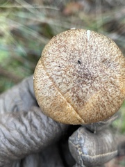 Suillus salmonicolor