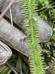 Lycopodiella appressa