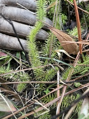 Lycopodiella appressa