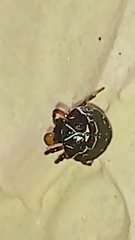 Hypognatha