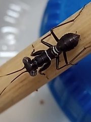 Mantoida