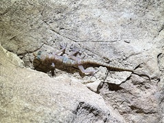 Cyrtodactylus sumonthai
