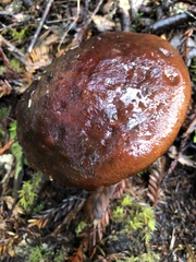 Boletus fibrillosus
