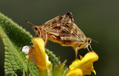 Muschampia proteides