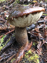 Boletus fibrillosus