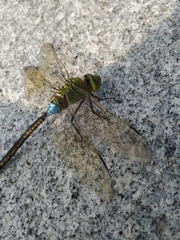 Anax parthenope julius