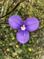 Patersonia occidentalis occidentalis