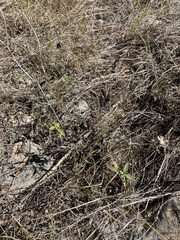 Wedelia hispida