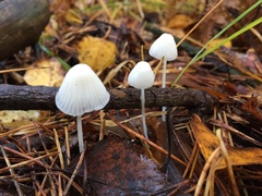 Fungi