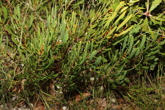 Strangea linearis