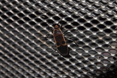 Physopelta gutta gutta