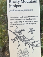 Juniperus scopulorum