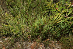 Strangea linearis