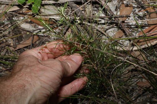 Image of Laxmannia gracilis by (c) Greg Tasney, some rights reserved (CC BY-SA)