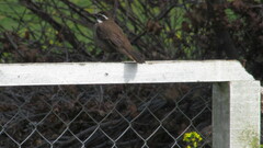 Cinclodes patagonicus