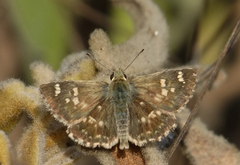 Muschampia proteides