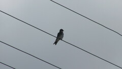 Tachycineta leucopyga