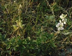 Lupinus argenteus argenteus